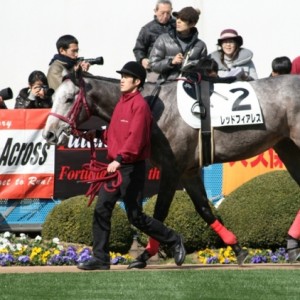 中山　新馬戦パドック