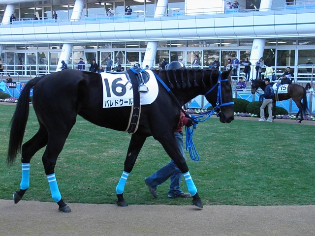 12/19 中山第2レース パドック バレドクール