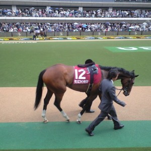 20110423 フローラステークス/パドック