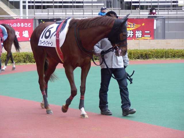 平成24年12月8日中京8Rパドック2 グルーヴィクイーン