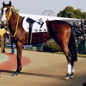 １月２９日京都競馬未勝利パドック