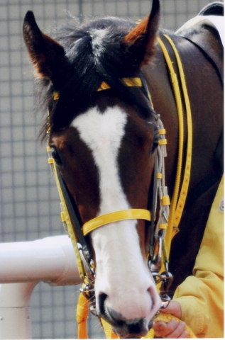ウルル（阪神ダート未勝利４着） ウルル