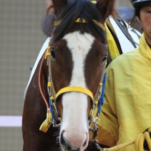 10/12/12 未勝利戦パドック