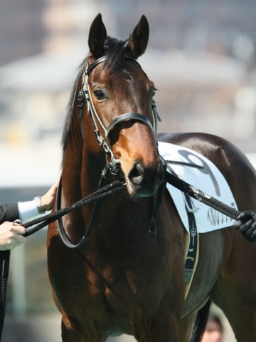 新馬戦　馬場入り ペルレンケッテ