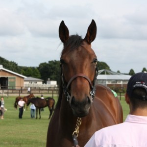 募集馬見学ツアーにて