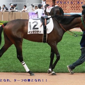 ２０１０．０７．２５函館４Ｒ　デビュー戦のパドック（その２）