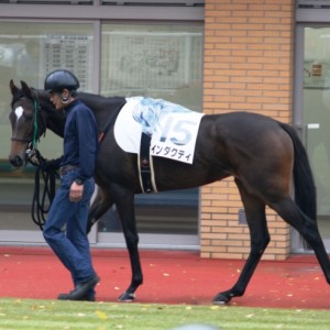 ２０１１．１０．２０新潟７Ｒ　９戦目のパドック（１）