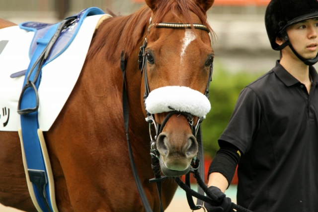 2014.10.26 3歳上1000万下パドック ヒールゼアハーツ