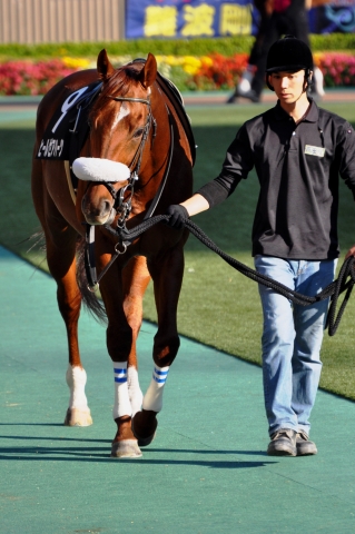 ヒールゼアハーツ / パドック ヒールゼアハーツ