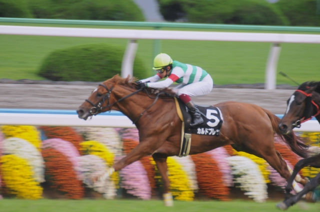 三年坂特別レース カルドブレッサ