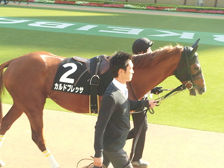 11/20 東京9R tvk賞 カルドブレッサ