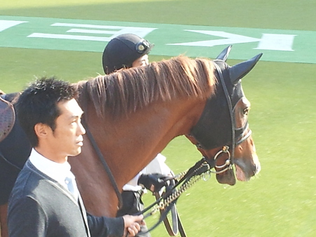 11/20 東京9R tvk賞 カルドブレッサ