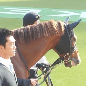 11/20 東京9R tvk賞