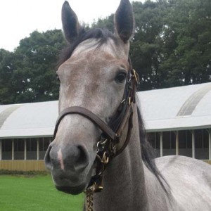 レーヴディソール