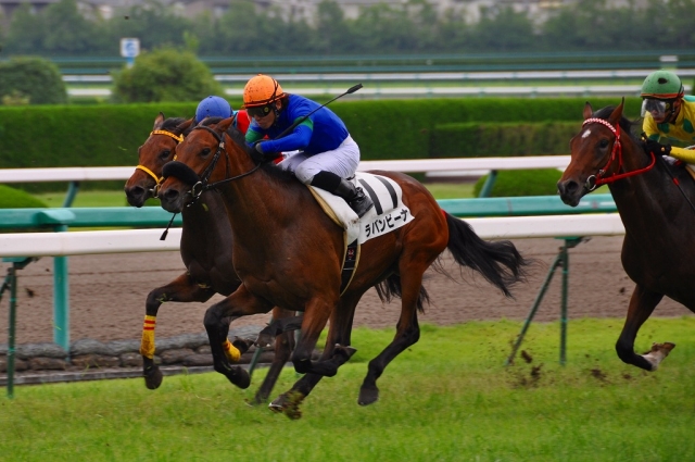 阪神新馬戦の直線 ラバンビーナ