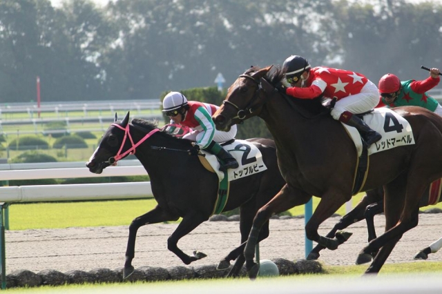 レッドマーベル未勝利戦　直線 レッドマーベル