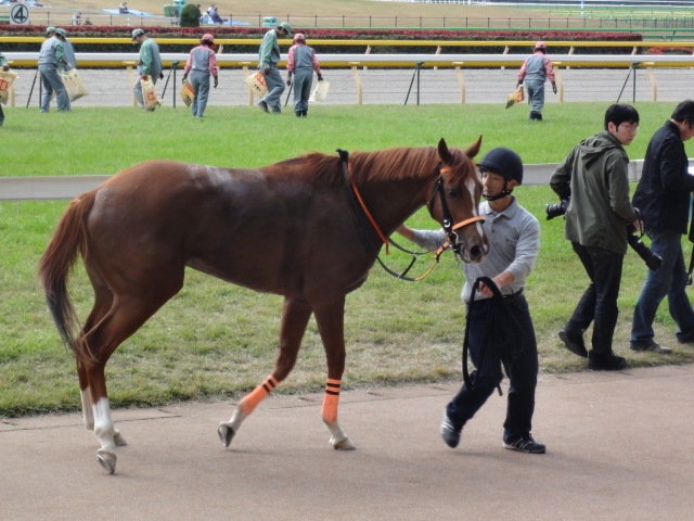 レース後もお転婆でした エスクルシーヴァ