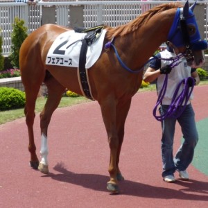 ３歳未勝利（５月新潟）