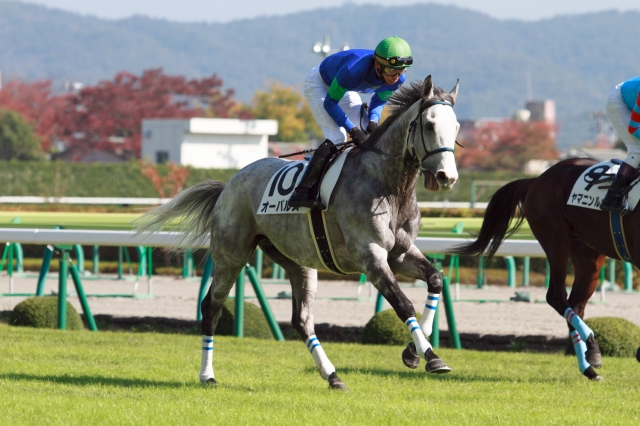 障害未勝利 オーパルス