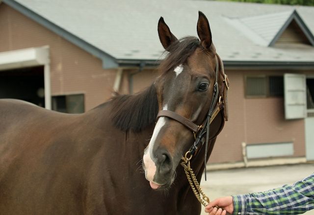 骨折休養中のアイリス シルクアイリス