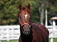 ラクリマ　９月 マイネルラクリマ