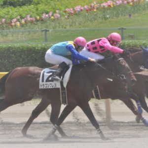 新潟競馬場の未勝利戦　ゴール前（2011/5/14）