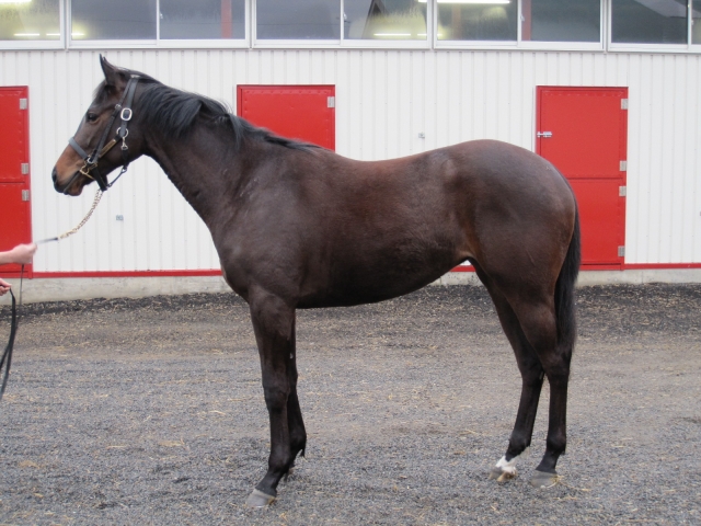 山口ステーブル_牧場見学① ピンクファンタジー