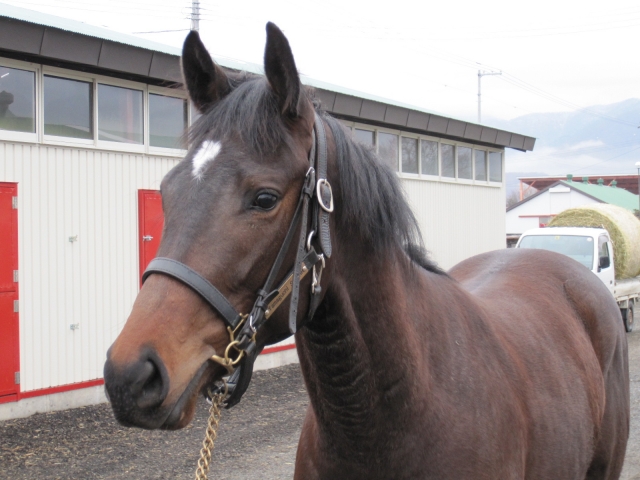 山口ステーブル_牧場見学② ピンクファンタジー