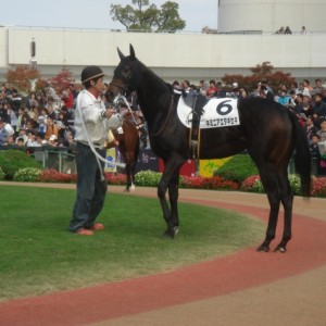 500万パドック１