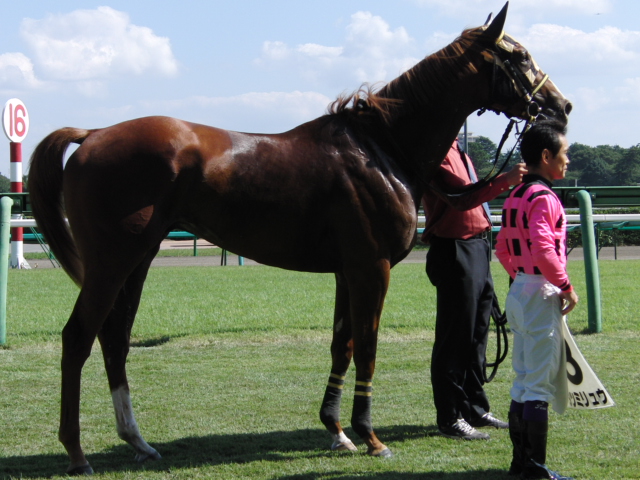2010/10/02 新馬２ タツミリュウ