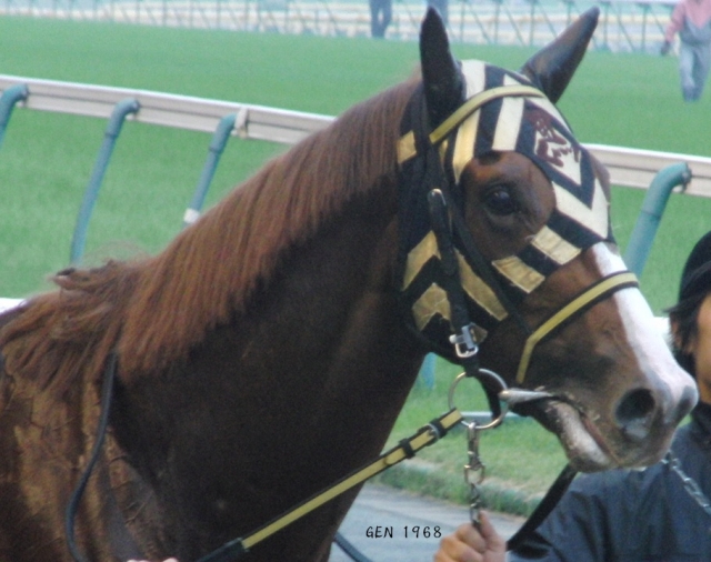 2011/11/06 1000万下　優勝 タツミリュウ