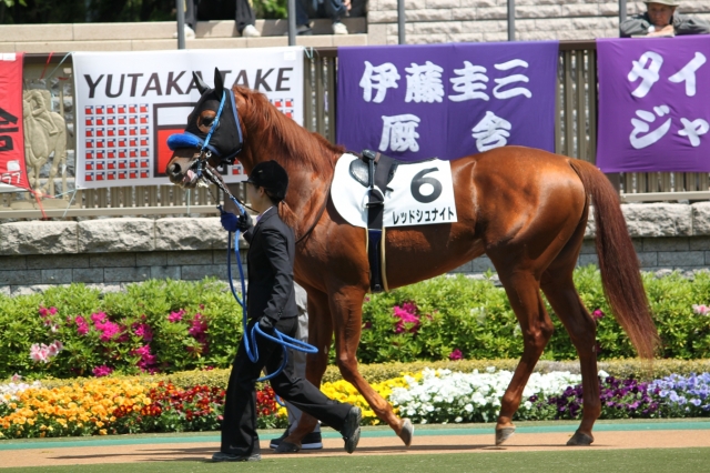 レッドシュナイト　パドック レッドシュナイト