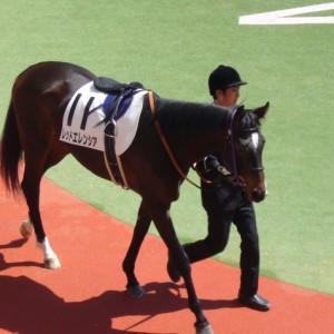 3.26パドック