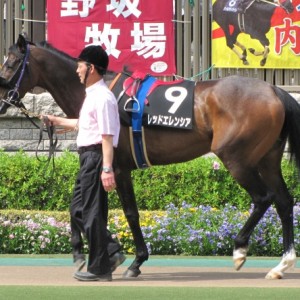 東京9Ｒパドック