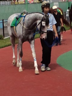 名古屋競馬場パドック01 アルドワーズ