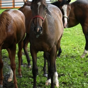 ビッグレッドファーム明和にて