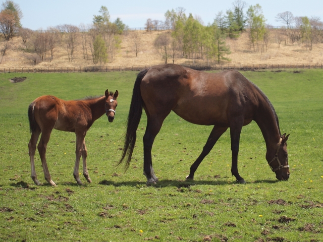 ビッグレッドファーム明和にて マイネイサベル