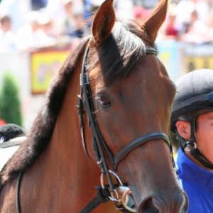 メイクデビュー新潟