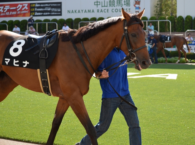 2011年9月10日　中山競馬場　紫苑ステークス マヒナ