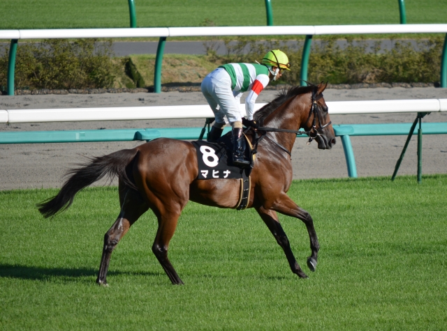 2011年9月10日　中山競馬場　紫苑ステークス マヒナ
