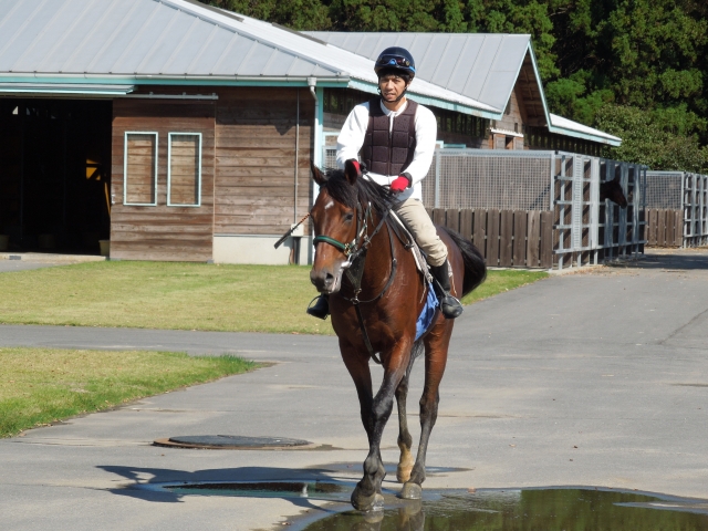 鉾田にて（10/27）その２ マイネルメダリスト