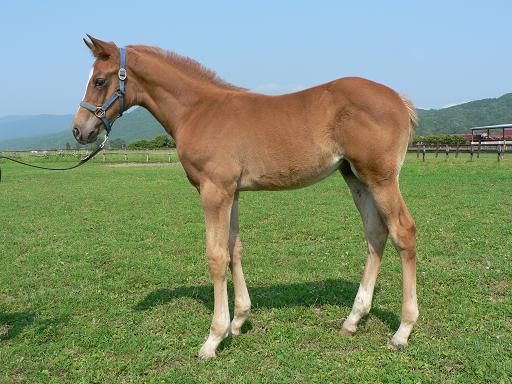 生後約1ヶ月 マイネルインバネス