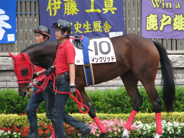 新馬戦パドック イングリッド