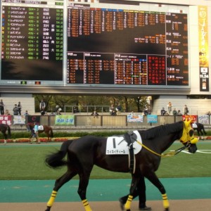 1000万パドック