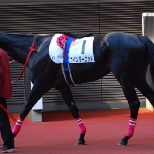 11/21　福島4R未勝利パドック