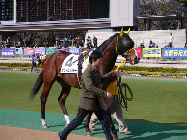 13戦目府中競馬場にて ザストロンシチー