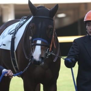 メイクデビュー中山パドック