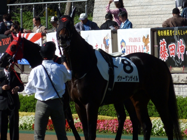 東京１１月１２日６ＲパドックⅠ ヴァーゲンザイル