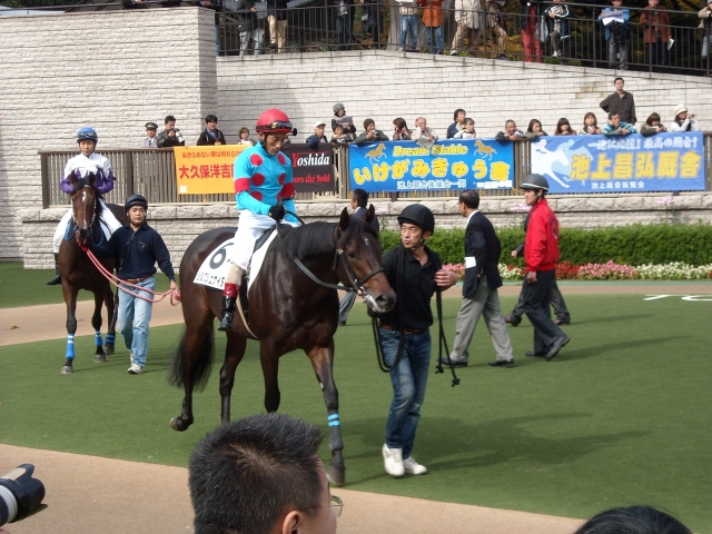 新馬戦パドック シルクシュナイダー