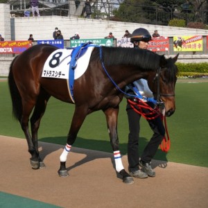 ３歳未勝利パドック